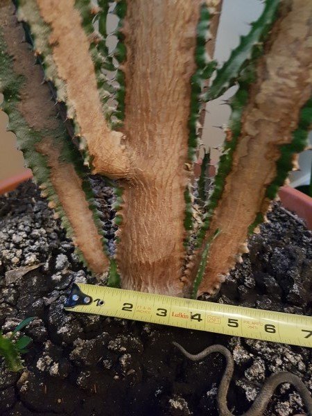cactus-base-1.jpg