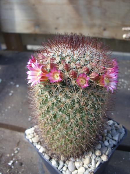 mammillaria leptacantha 140512.JPG