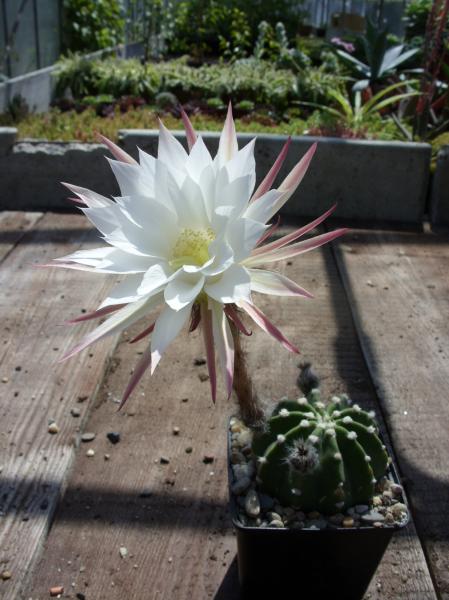 echinopsis subdenudata 140512.JPG