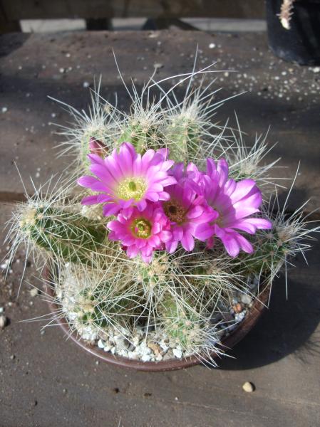 echinocereus parkerii ssp. gonzalezii 140512.JPG