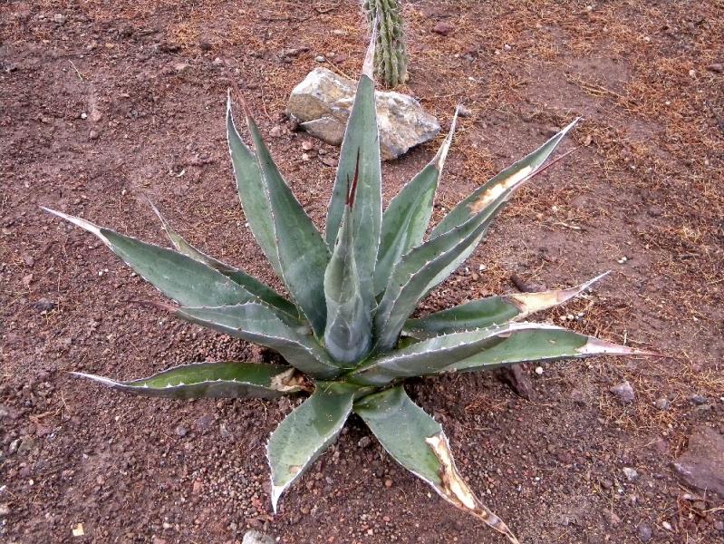 2011  Agave gentryi - hybrid.JPG