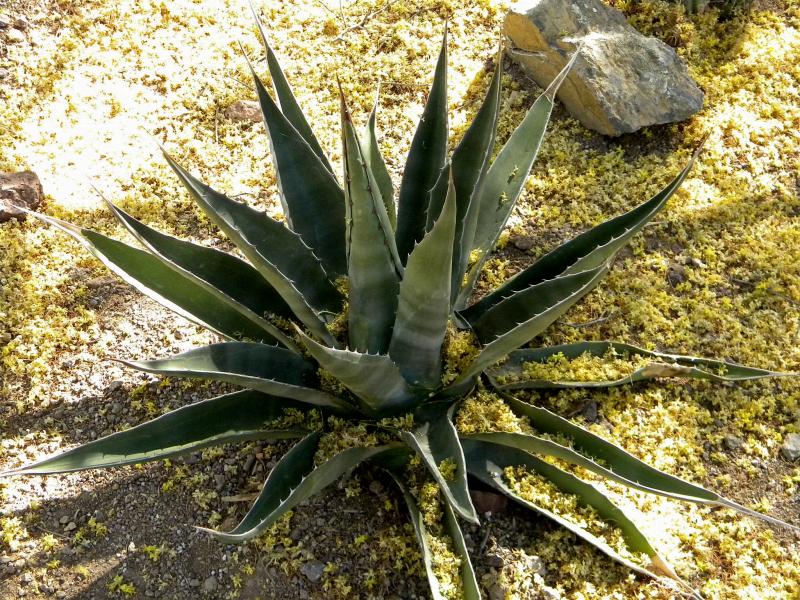 2012 Agave gentryi - hybrid.jpg