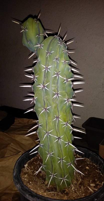 Unknown cactus.jpg