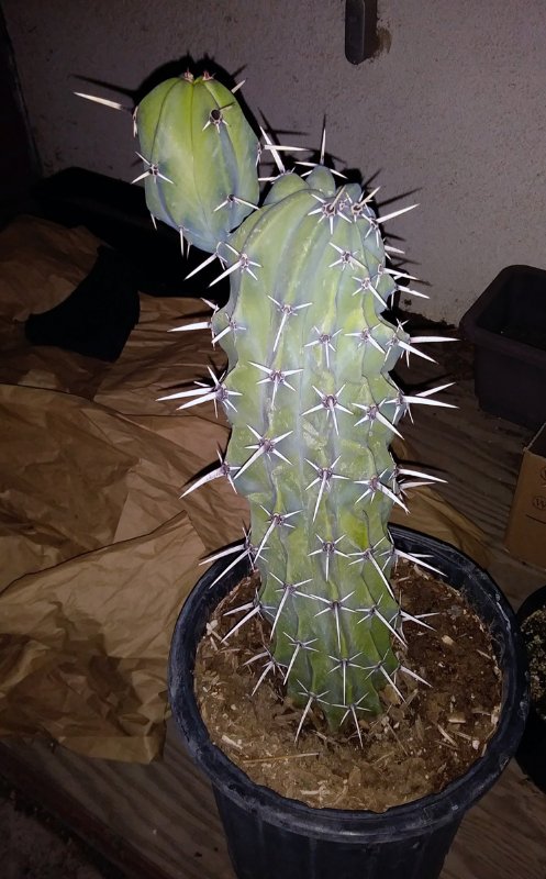 Unknown cactus 2.jpg