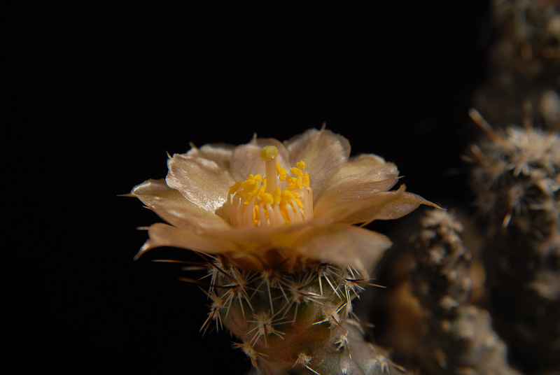 Pterocactus australis MK824 2012 Mai15-3.jpg