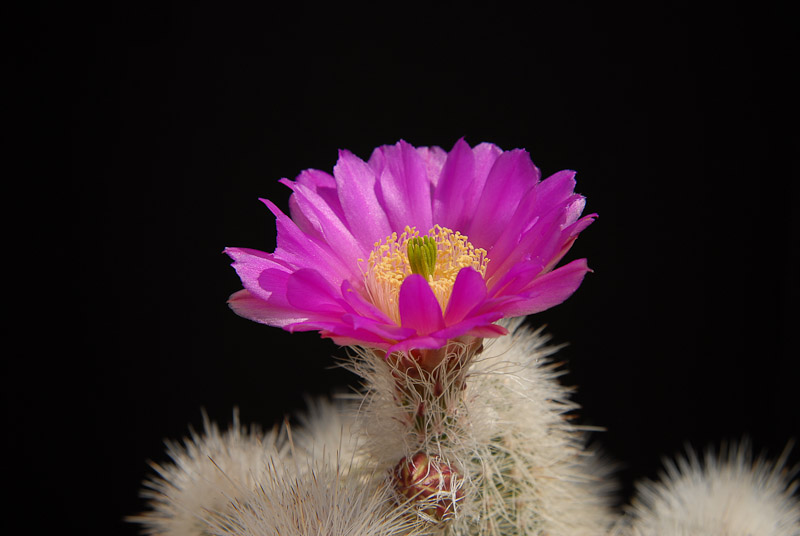 Echinocereus nivosus, General Cepeda 2012 Mai15-3.jpg