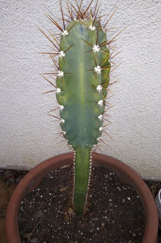 Cereus1.jpg