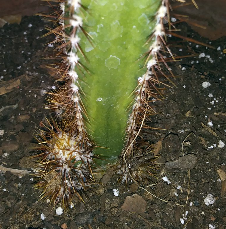 cereus2.jpg