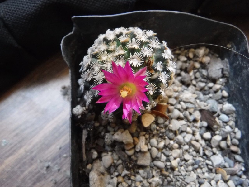 Mammillaria hernandezii