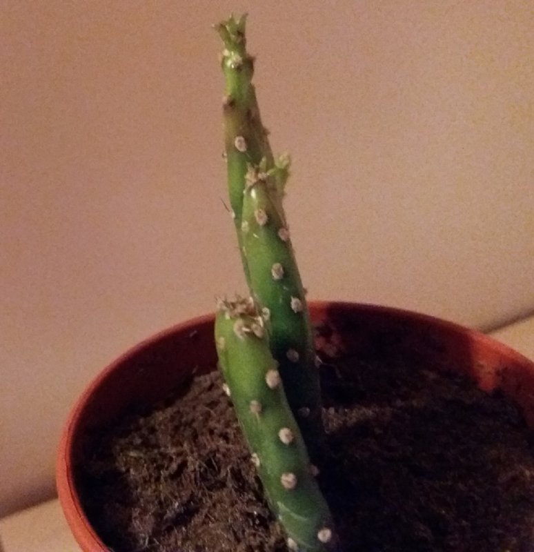 weird opuntia 2.jpg