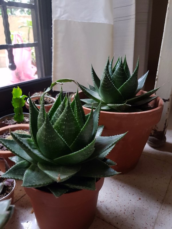 Aloe cosmo