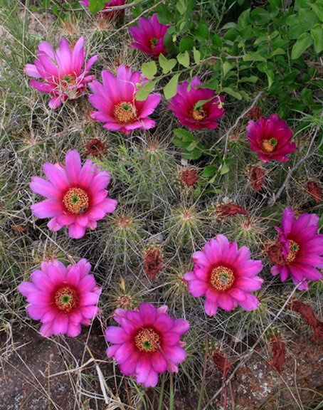 Echinocereus stramineus