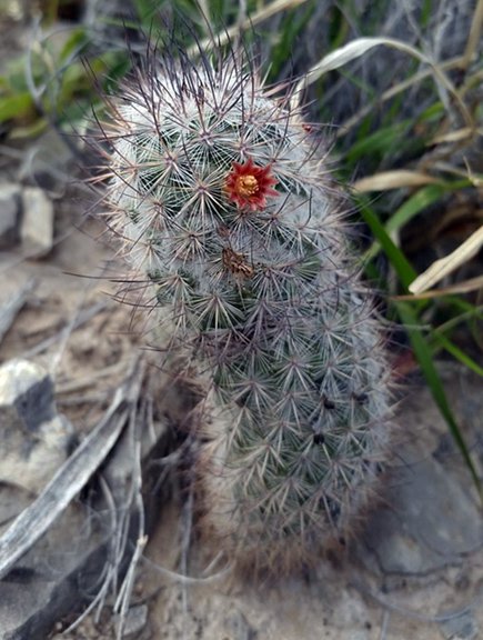 Mammillaria pottsii