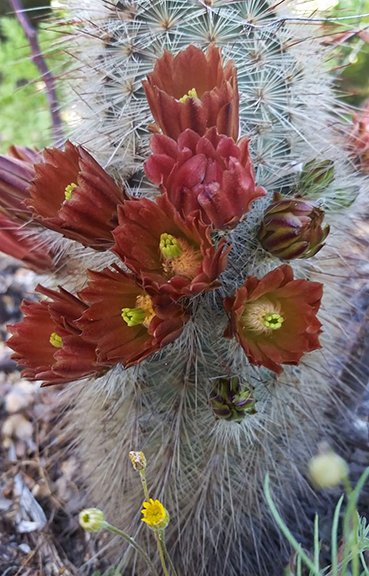 Echinocereus russanthus