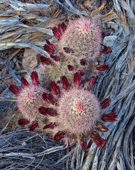 Echinocereus russanthus