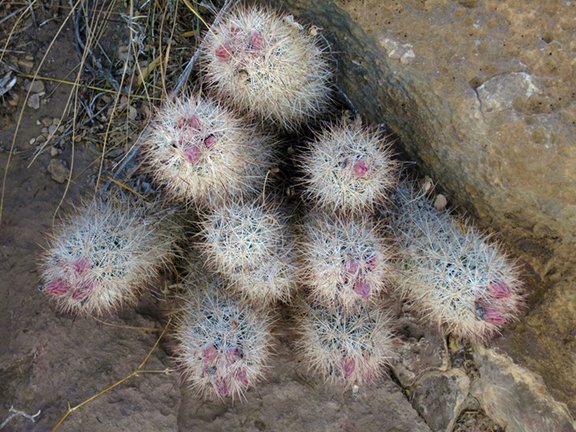 Escobaria albicolumnaria