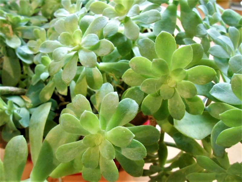 Sedum compressum.jpg