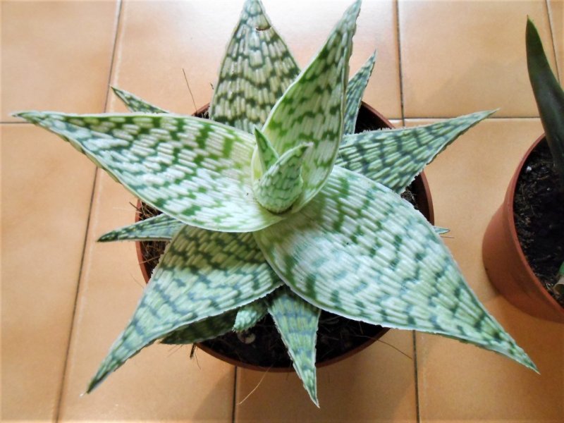 Gasteraloe.jpg