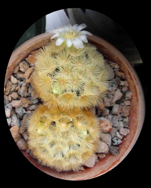 Mammillaria carmenae