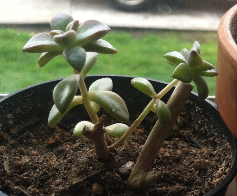 graptosedum sp.JPG