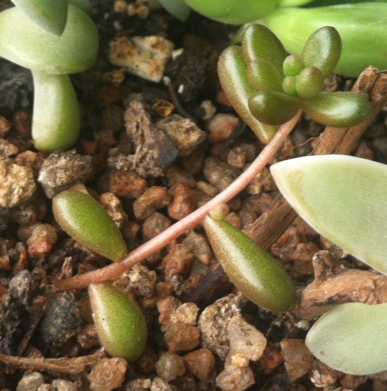 Sedum rubrotinctum.JPG