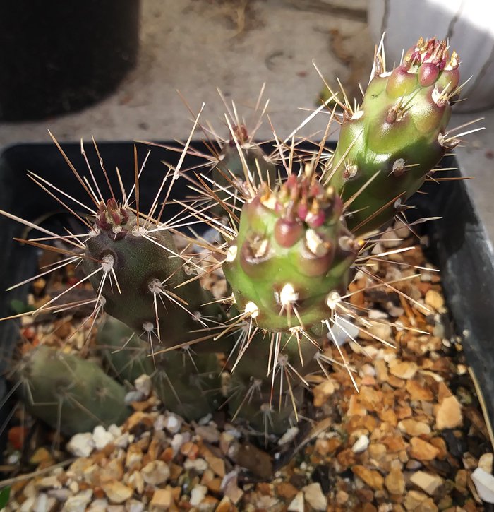 Chain Fruit Cholla.jpg