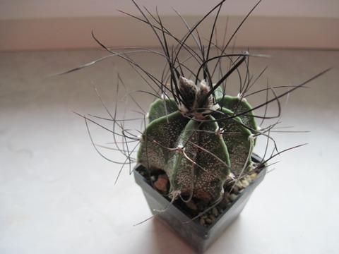 Astrophytum capricorne var senile-1.jpg