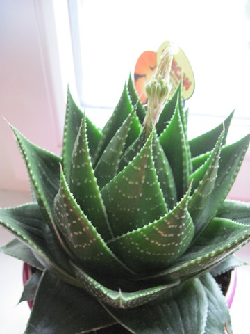 Gasteraloe Cosmo cv Green Pearl-1.jpg