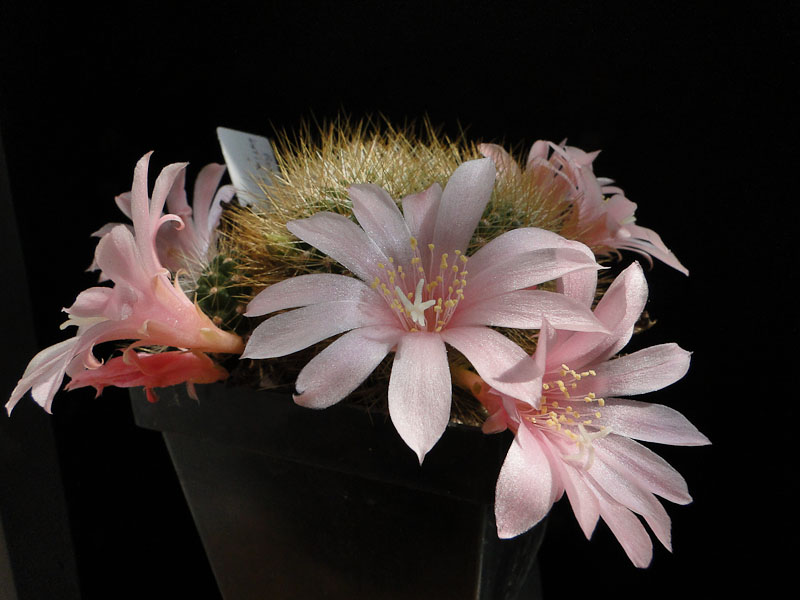 Rebutia kariusiana 2012 Mai12.jpg