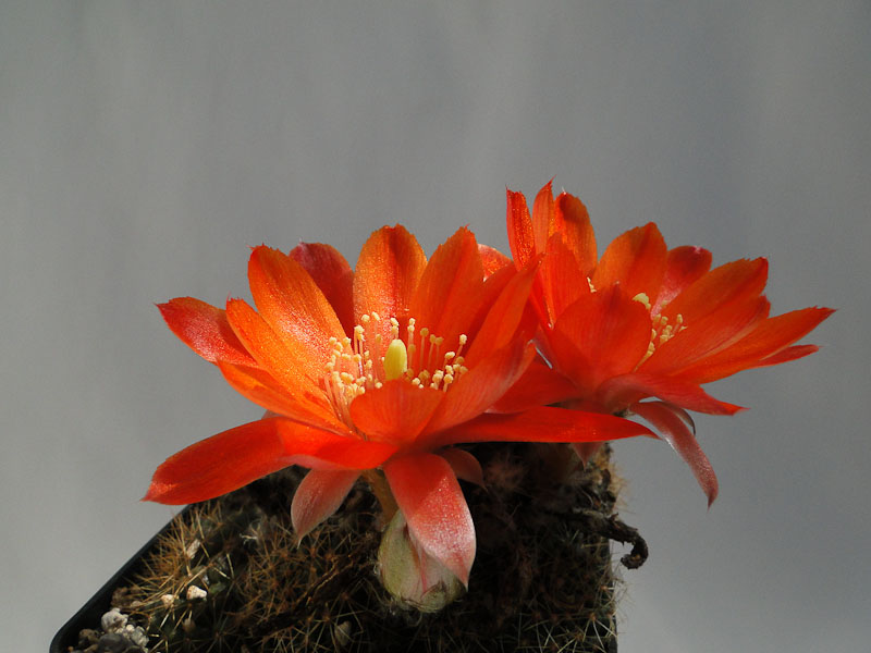 Rebutia spec. HPT 2012 Mai12-1.jpg