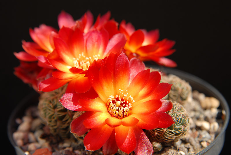 Sulcorebutia spec. HPT 2 2012 Mai15-1.jpg