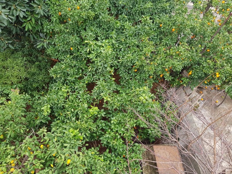 Thick foliage view from the roof