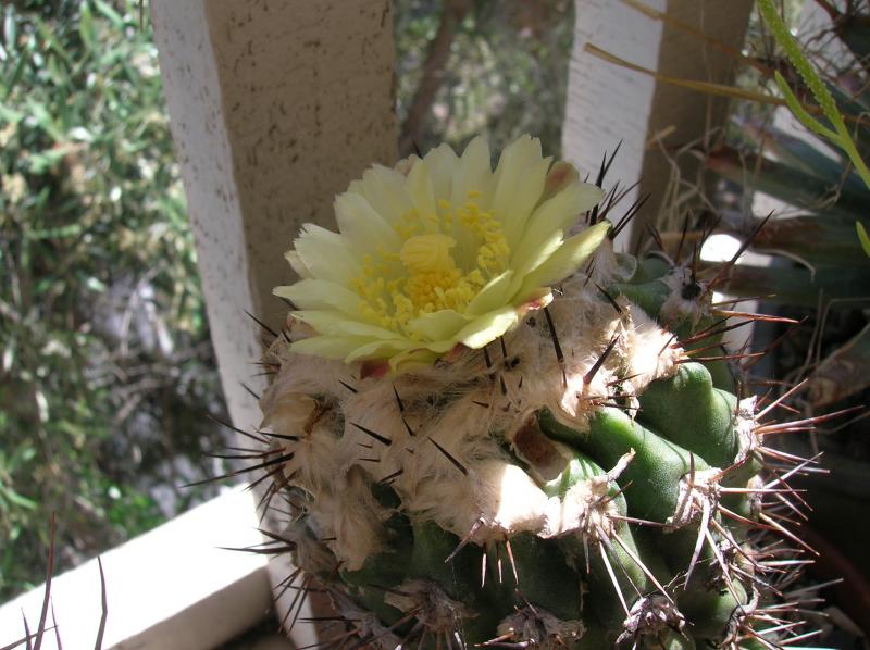 Copiapoa esmeraldana (05-16-2012)