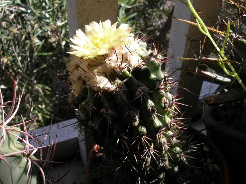 Copiapoa esmeraldana (05-16-2012)