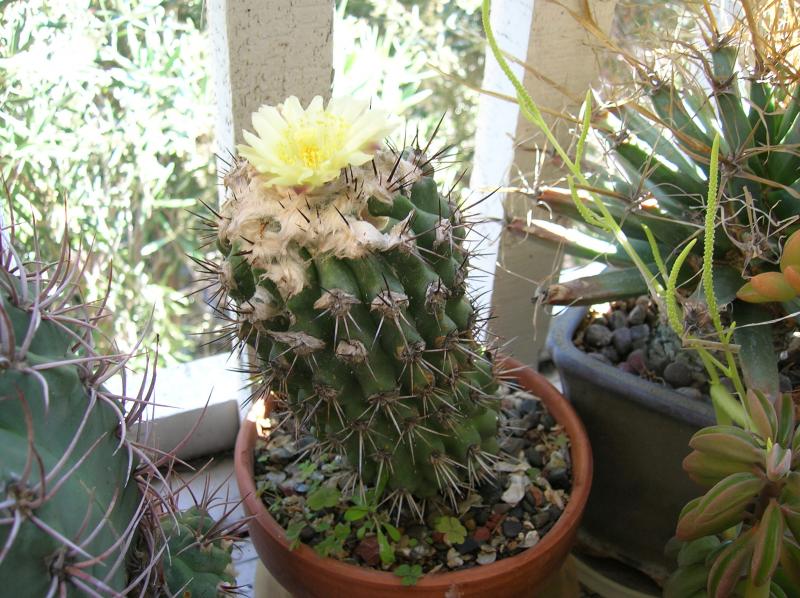 Copiapoa esmeraldana (05-16-2012)