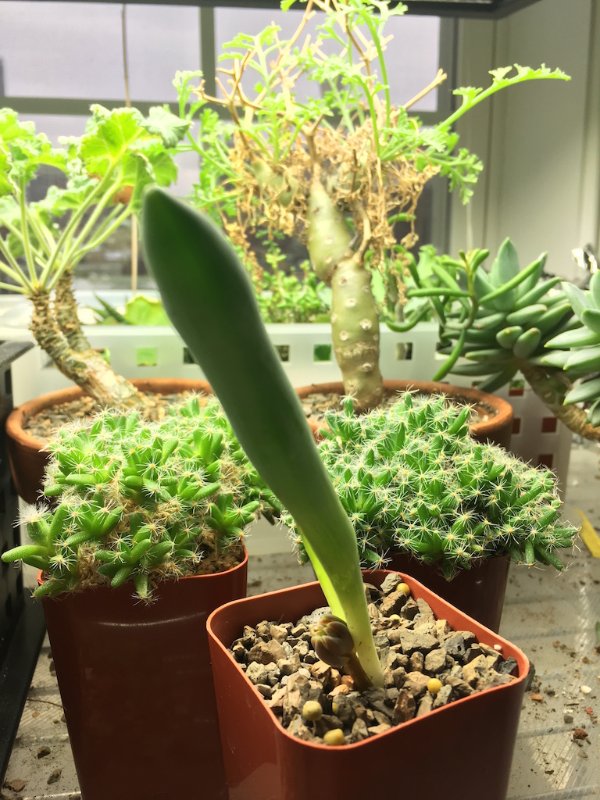 Albuca/Ornithogalum unifolia flowering this year. Of course, the leaf fell off after I took the photo... Clumsy!! But, it's supposed to flower with a dry leaf anyways, and the bulb is incredibly FAT. It should be fine...