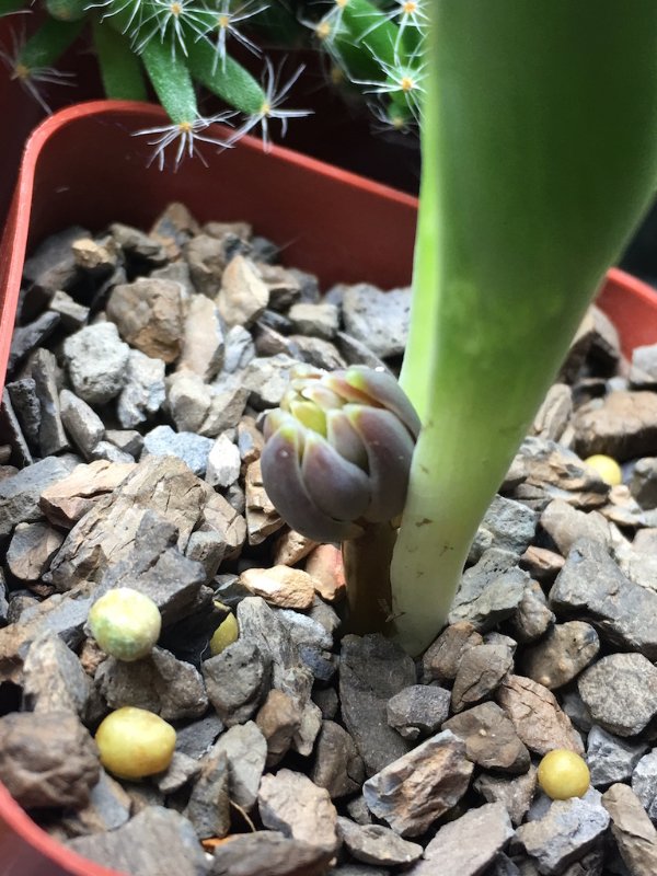 Close-up of the incoming inflorescence