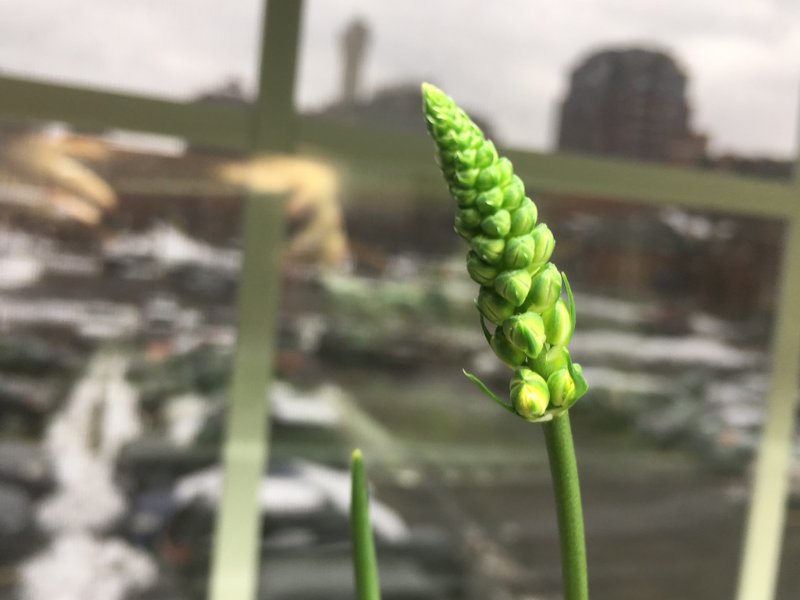 Ornithogalum juncifolia x brittenae is also in bloom, I'm going to try corssing it with my O. unifolia. Hoping for a few very thick and succulent leaves on the F2s!!