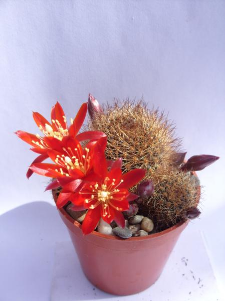 rebutia fulviseta 170512.JPG