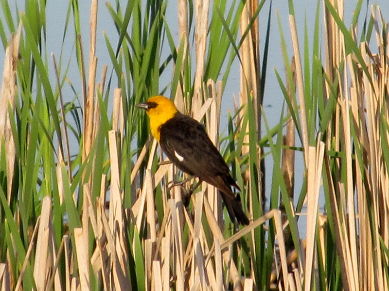 yellow_headed_blackbird.jpg