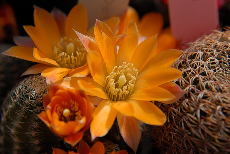 Rebutia pygmaea v. diersiana 2012 Mai17.jpg