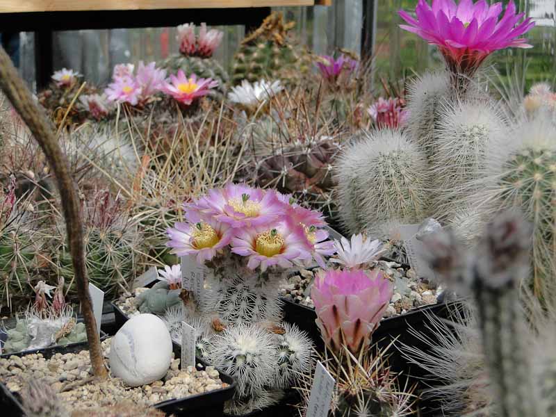 EchinocereusThelocactus 2012 Mai18.jpg