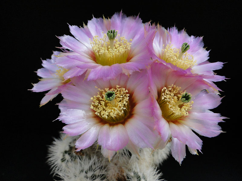 Echinocereus reichenbachii v. albispinus 2012 Mai18.jpg