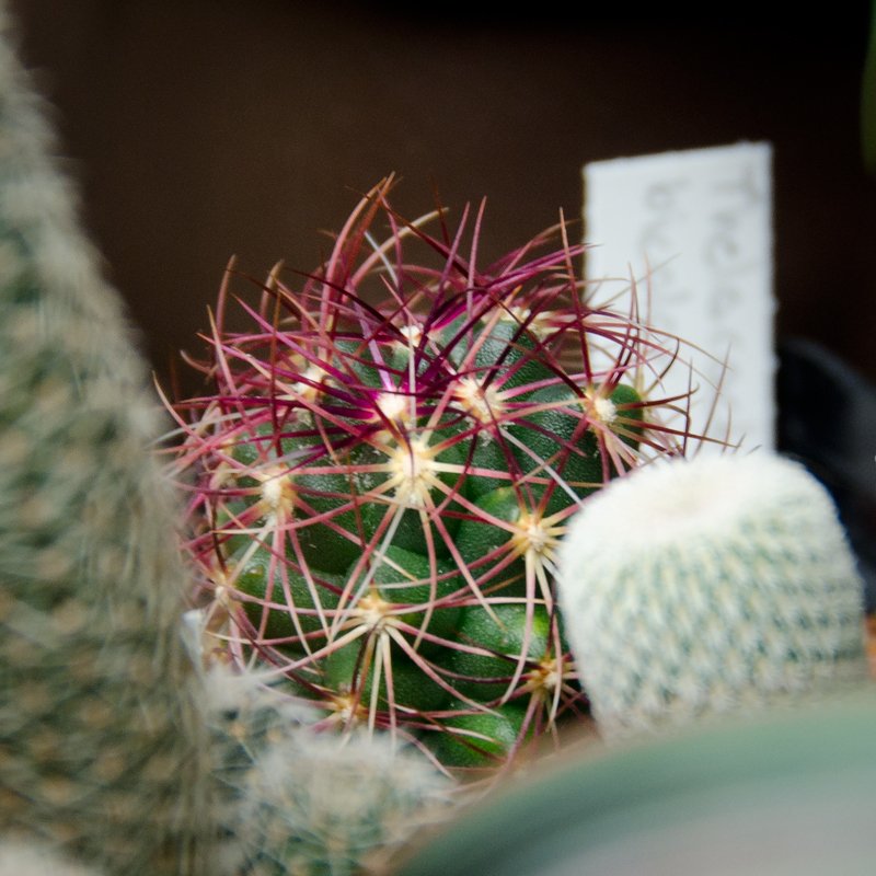 Thelocactus bicolor