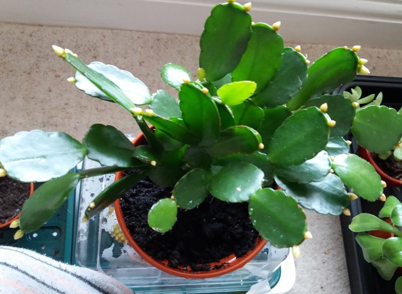 easter cactus.jpg