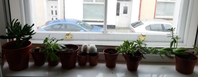 windowsill 1.jpg