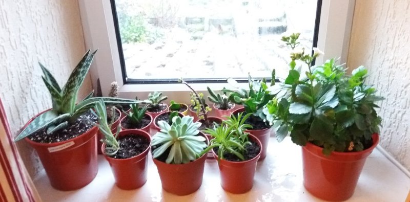 windowsill2.jpg