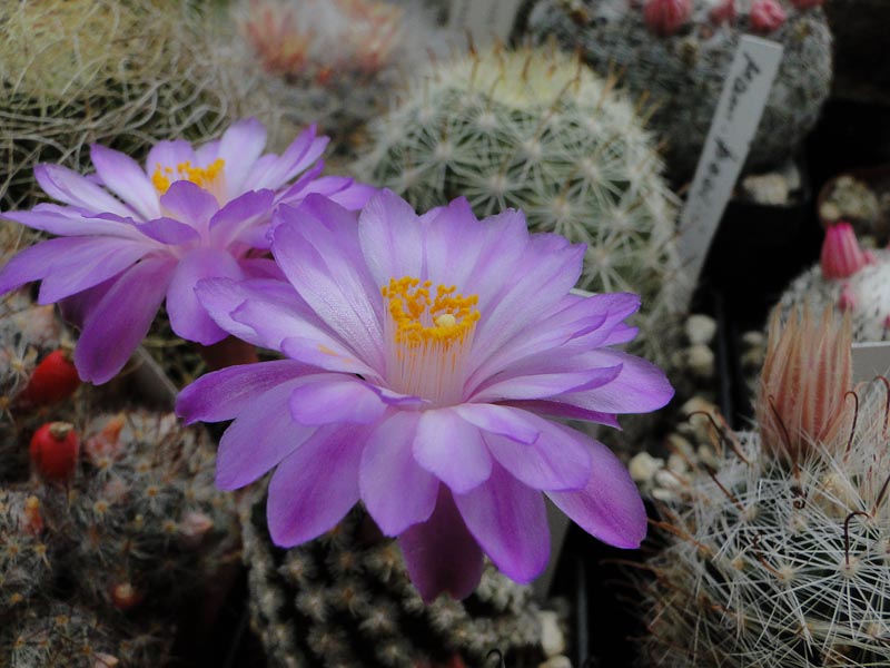 Mammillaria theresae 2012 Mai19.jpg