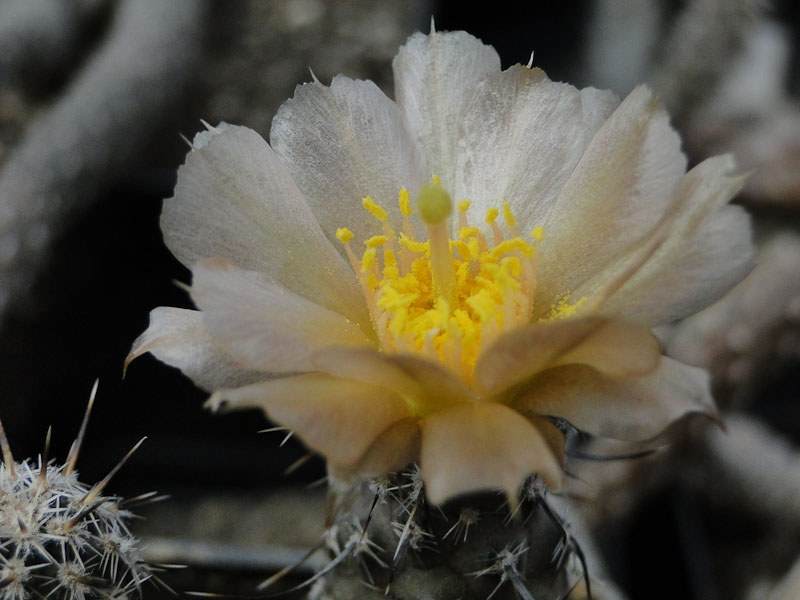 Pterocactus australis MK834 2012 Mai19-3.jpg