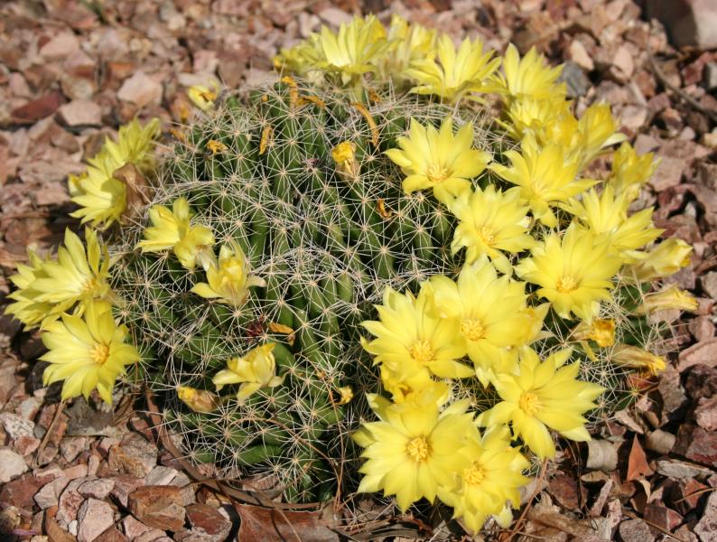 Mammillaria longimamma II (Chandler, AZ)